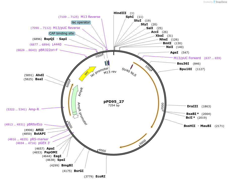 1487-plasmid-map-sequence-id-98