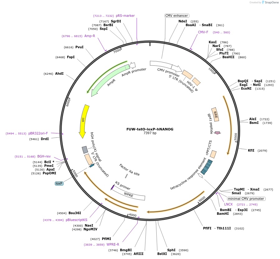 60849-plasmid-map-sequence-id-98026