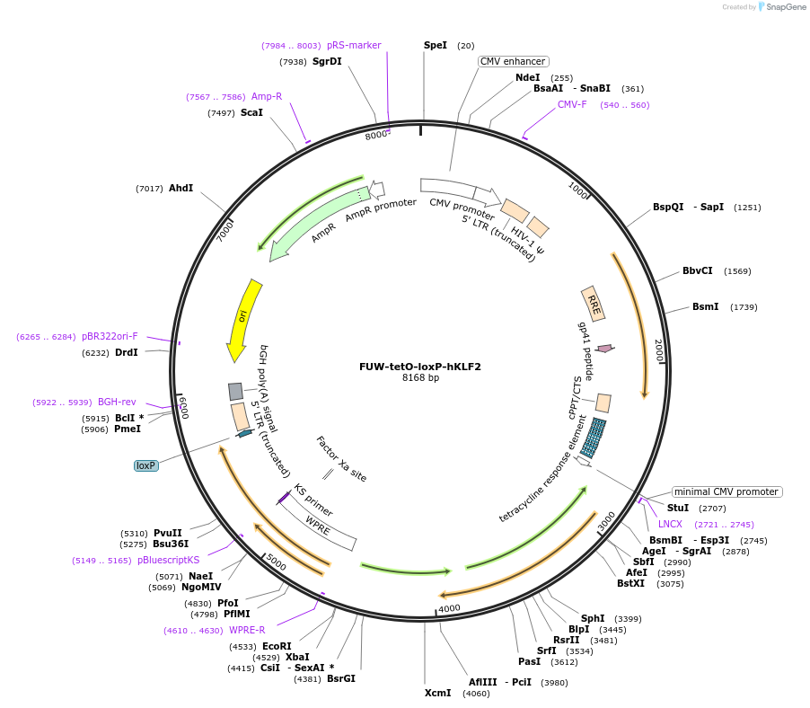 60850-plasmid-map-sequence-id-98028