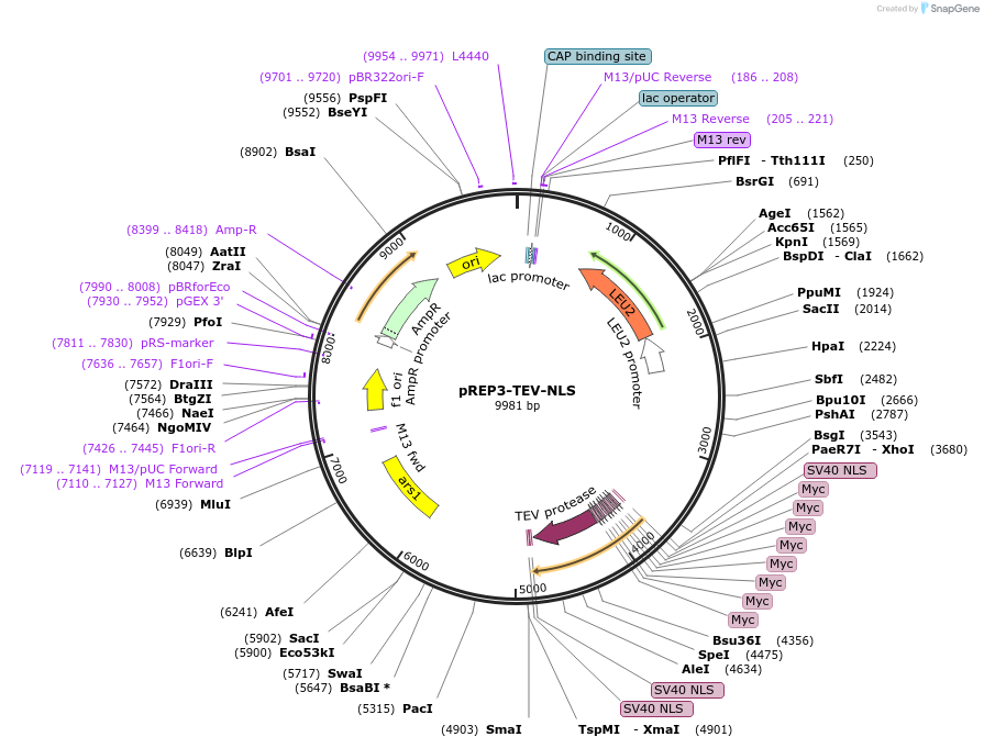21146-plasmid-map-sequence-id-9804