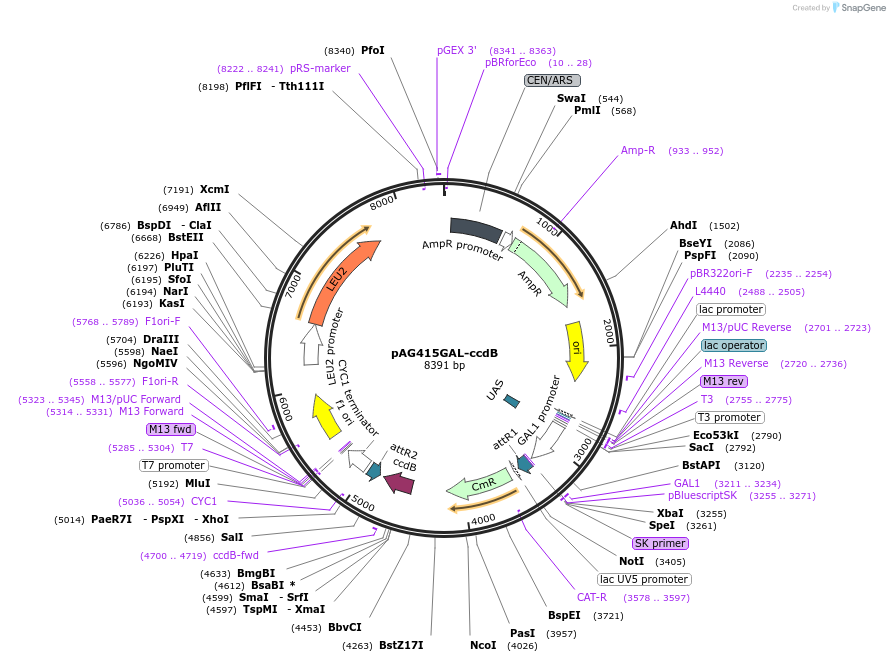 14145-plasmid-map-sequence-id-98096