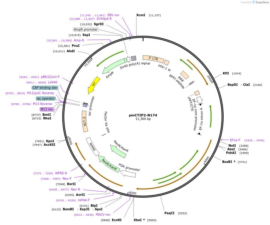 60858-plasmid-map-sequence-id-98130