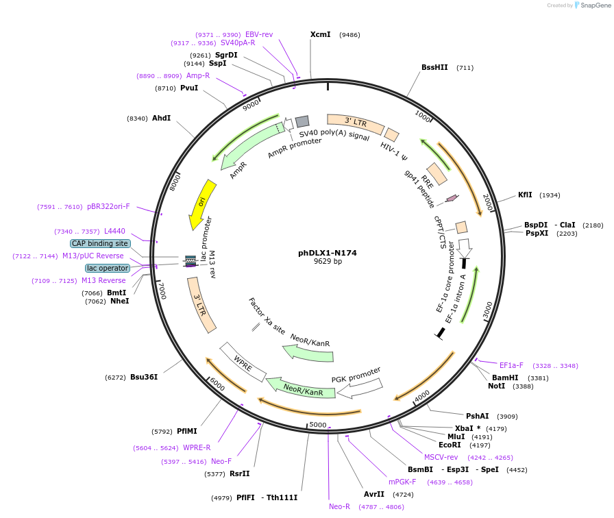 60859-plasmid-map-sequence-id-98131
