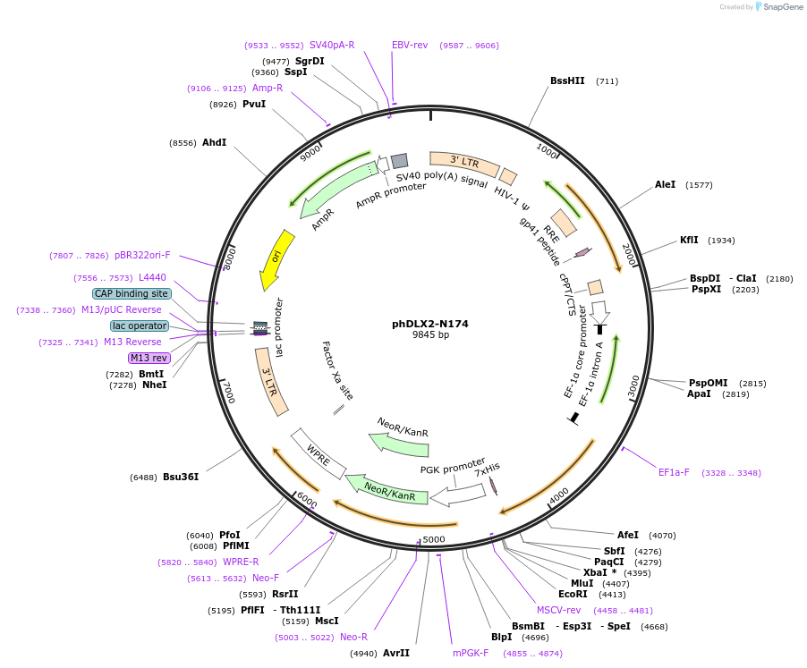 60860-plasmid-map-sequence-id-98132