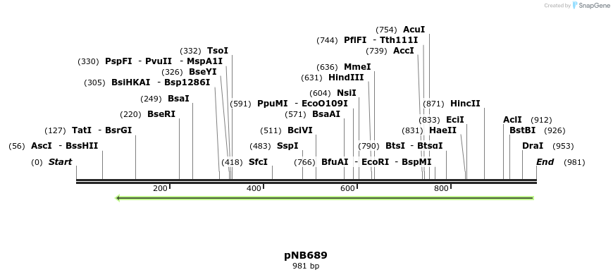 98181_map