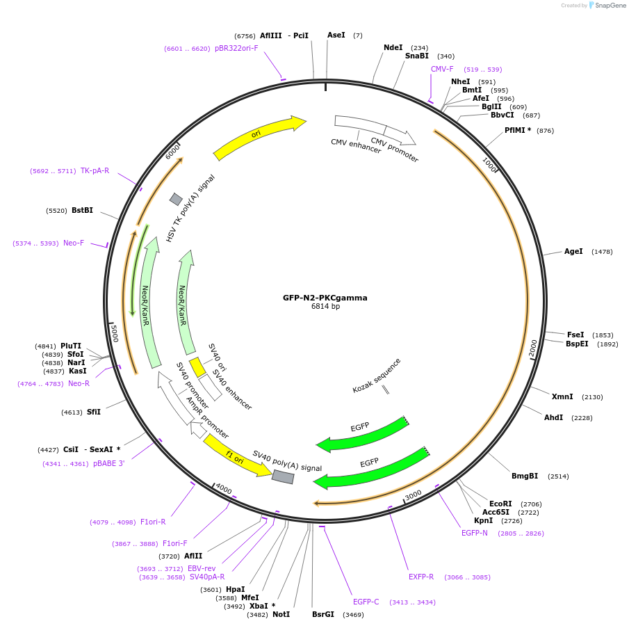 21204-plasmid-map-sequence-id-9820