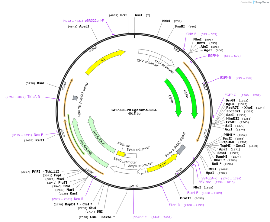 21205-plasmid-map-sequence-id-9821