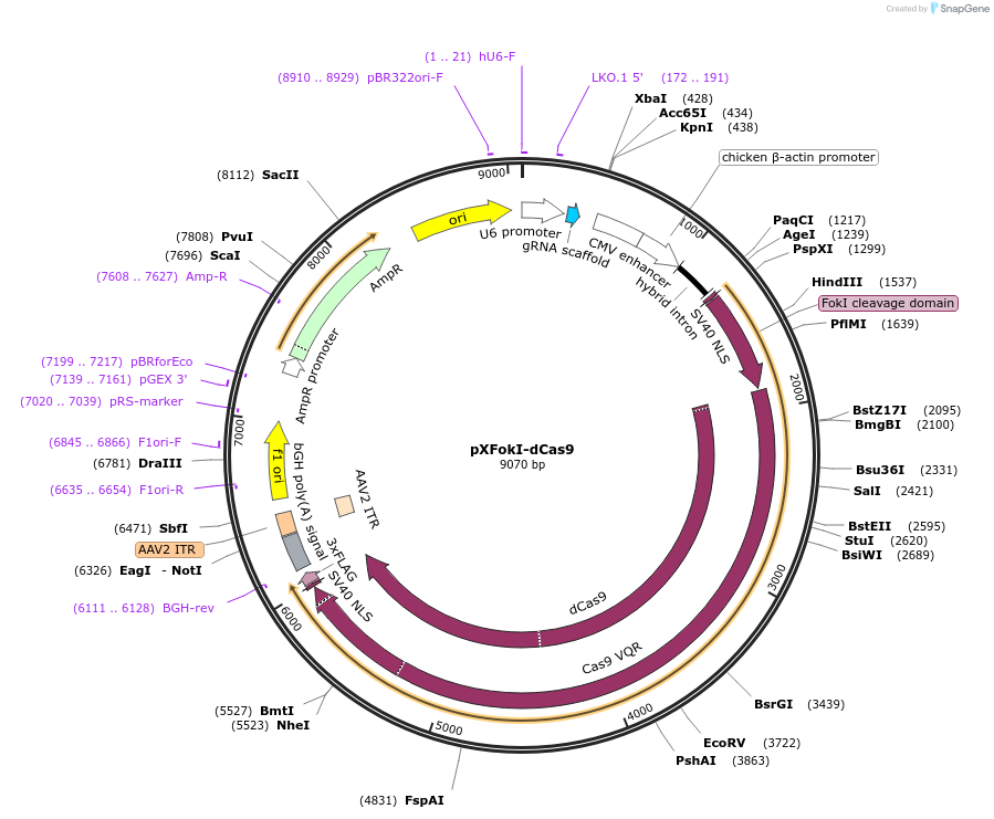 60901-plasmid-map-sequence-id-98221