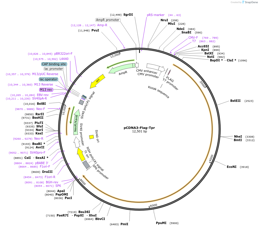 60882-plasmid-map-sequence-id-98232