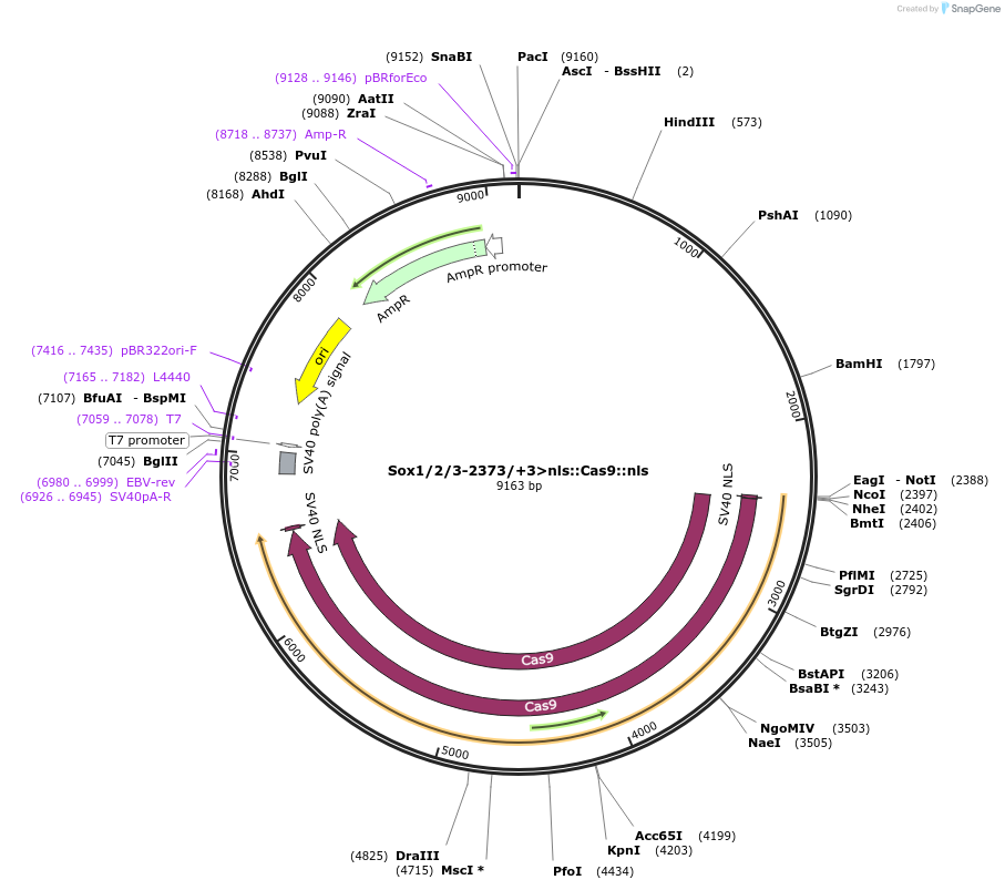 59989-plasmid-map-sequence-id-98319