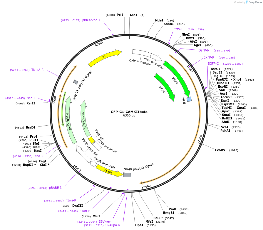21227-plasmid-map-sequence-id-9832