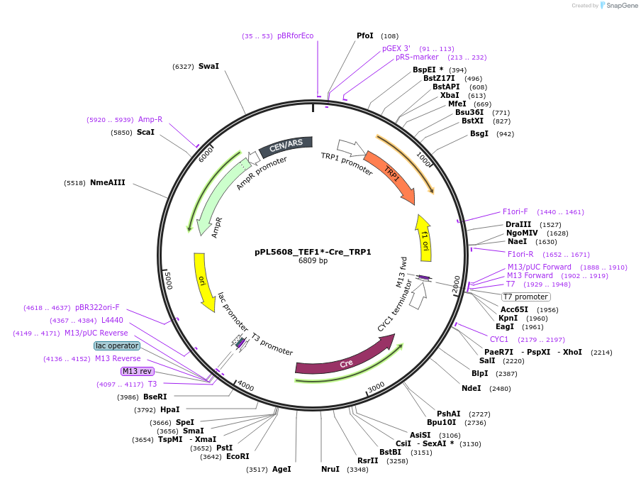 60931-plasmid-map-sequence-id-98325