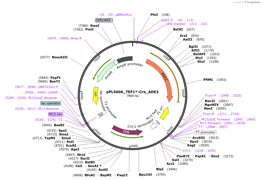 60932-plasmid-map-sequence-id-98326