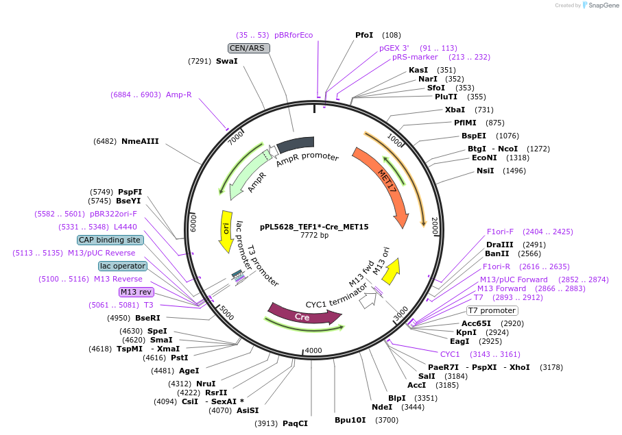 60933-plasmid-map-sequence-id-98327