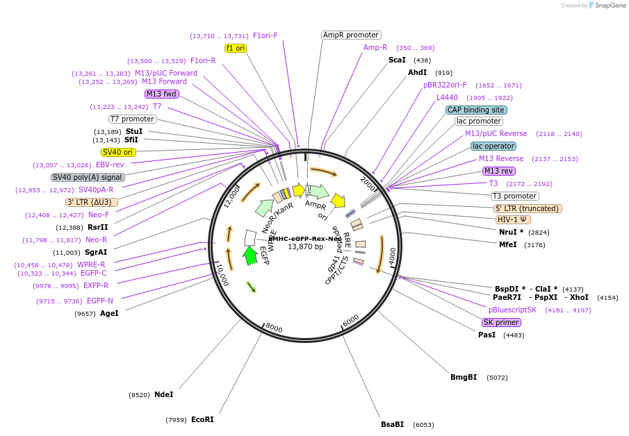 21229-plasmid-map-sequence-id-9834