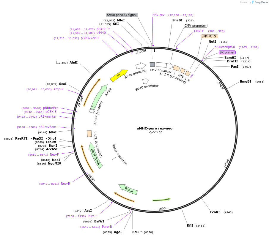 21230-plasmid-map-sequence-id-9835