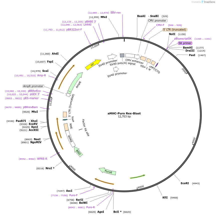 21231-plasmid-map-sequence-id-9836