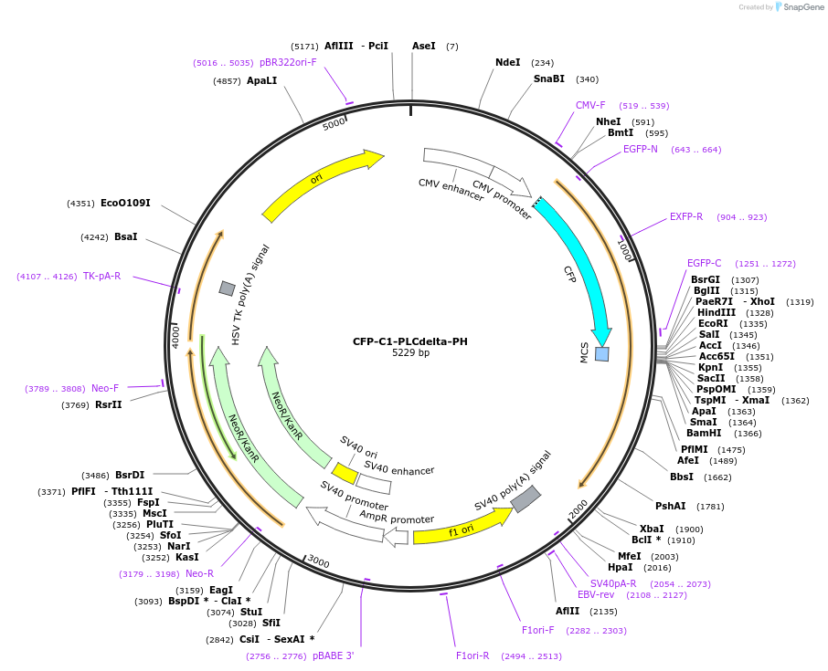 21262-plasmid-map-sequence-id-9837