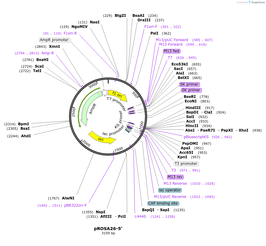 21715-plasmid-map-sequence-id-9839