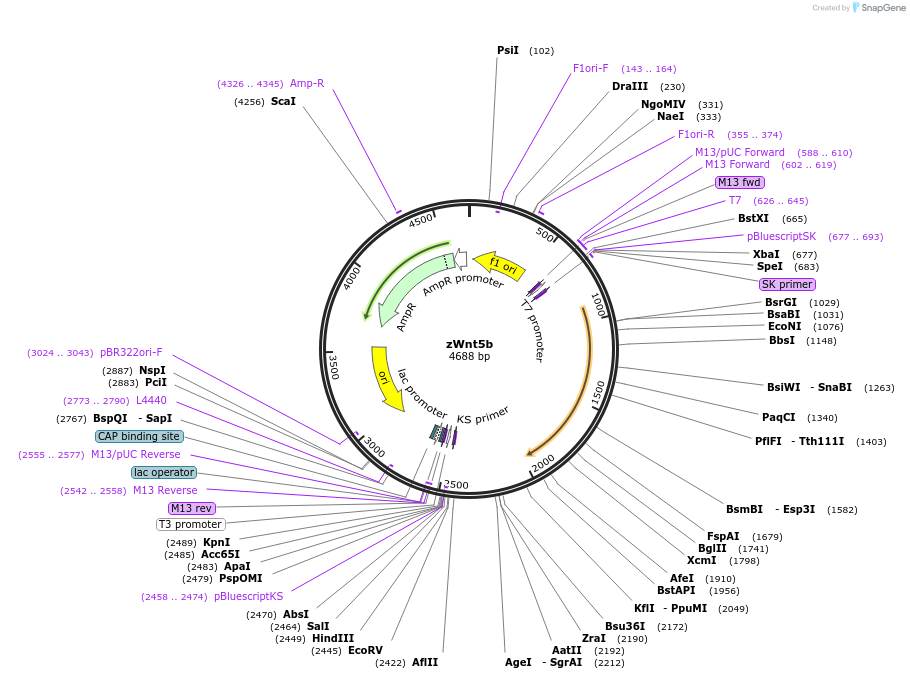 21282-plasmid-map-sequence-id-9841