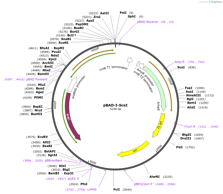 60960-plasmid-map-sequence-id-98427