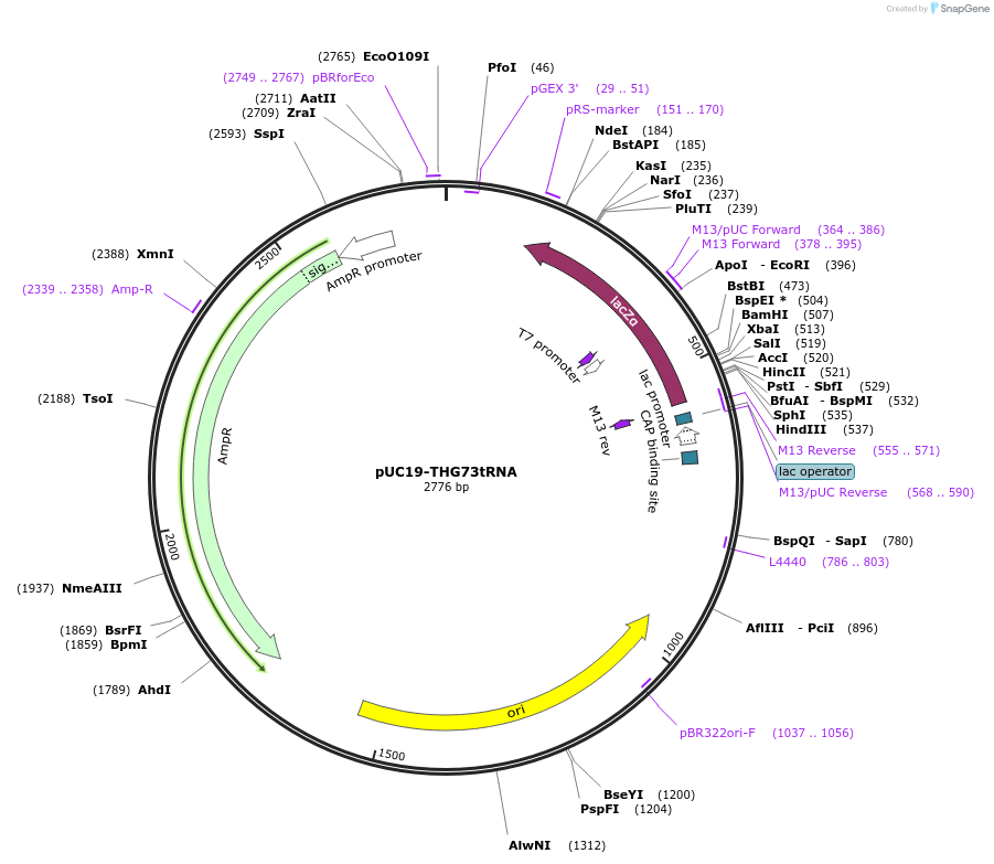 21292-plasmid-map-sequence-id-9845