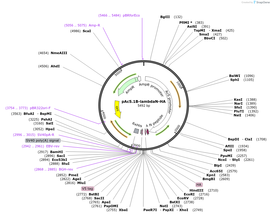 21302-plasmid-map-sequence-id-9850