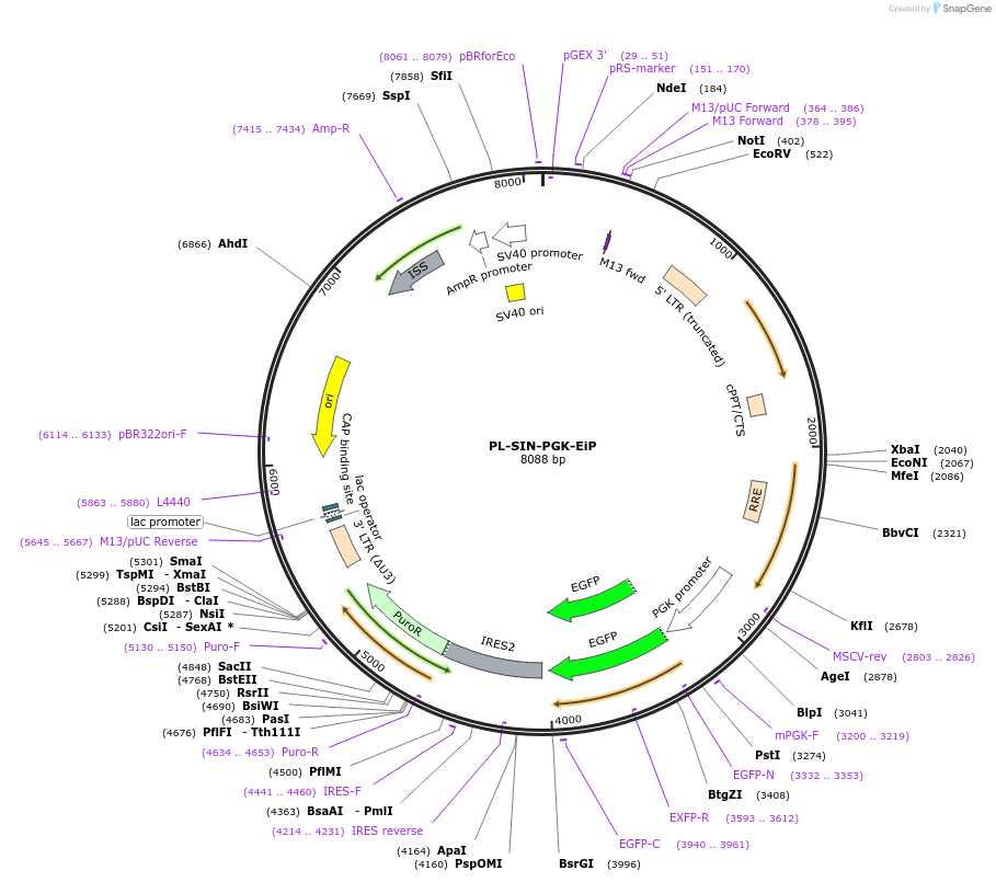 21312-plasmid-map-sequence-id-9853