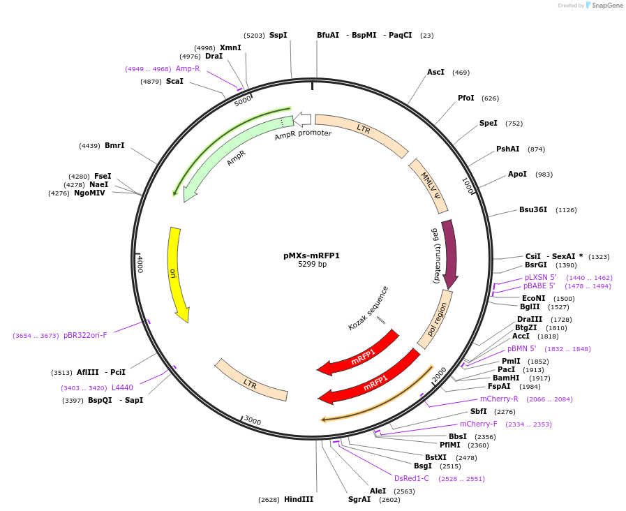 21315-plasmid-map-sequence-id-9856