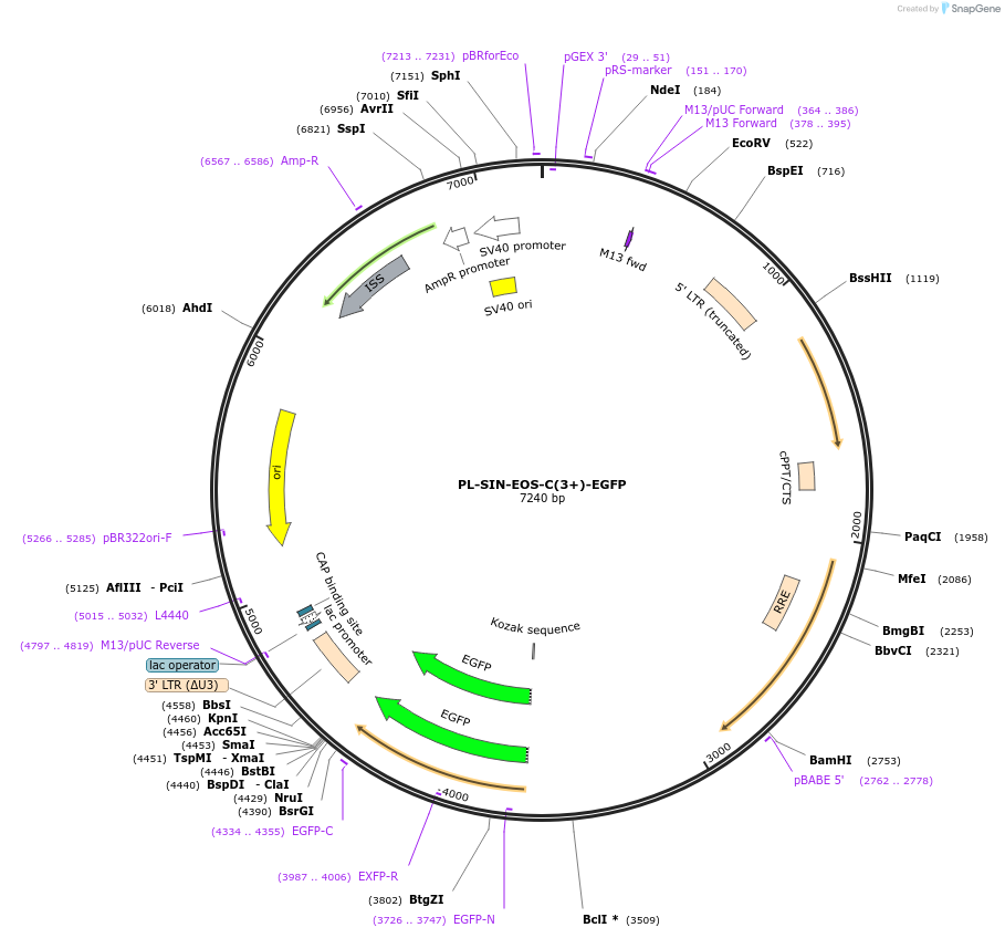 21318-plasmid-map-sequence-id-9859