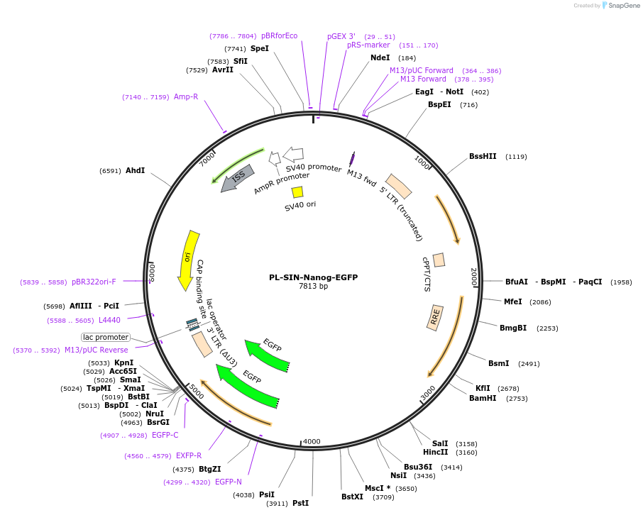 21321-plasmid-map-sequence-id-9862