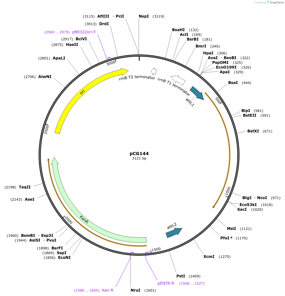 21376-plasmid-map-sequence-id-9870