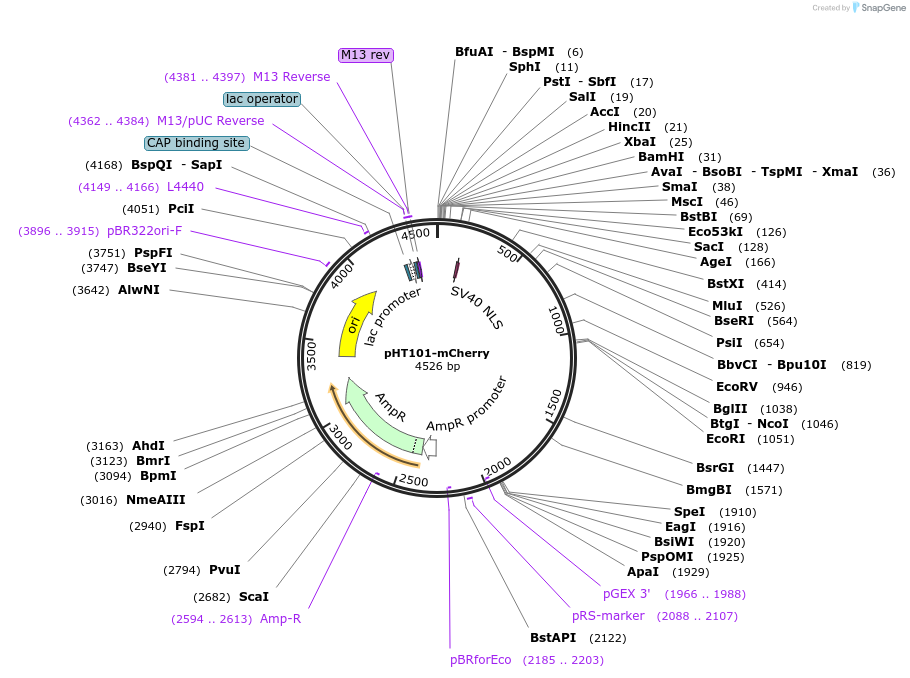 61021-plasmid-map-sequence-id-98700