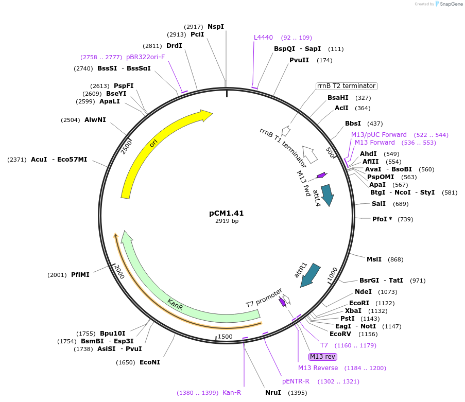21379-plasmid-map-sequence-id-9873