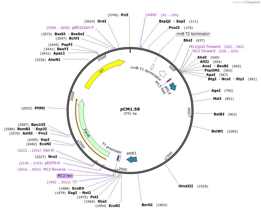 21380-plasmid-map-sequence-id-9874