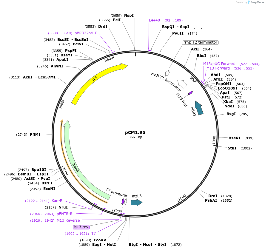 21381-plasmid-map-sequence-id-9875
