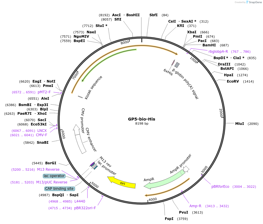 51645-plasmid-map-sequence-id-98756