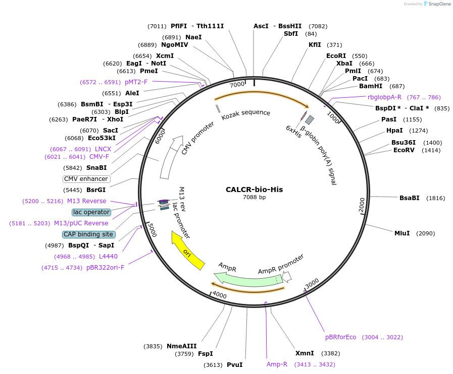 53412-plasmid-map-sequence-id-98757