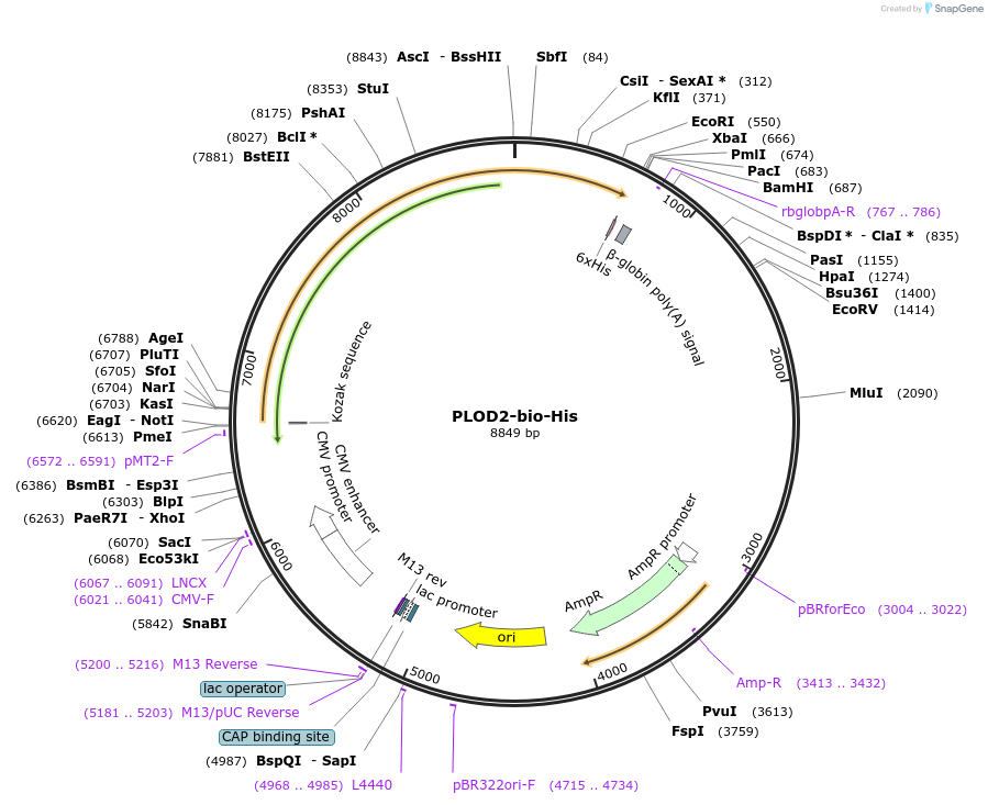 51756-plasmid-map-sequence-id-98759