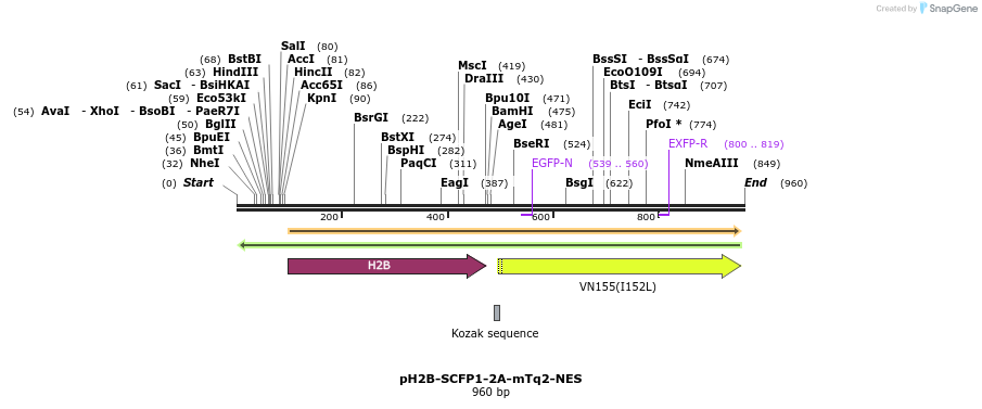 98781_map