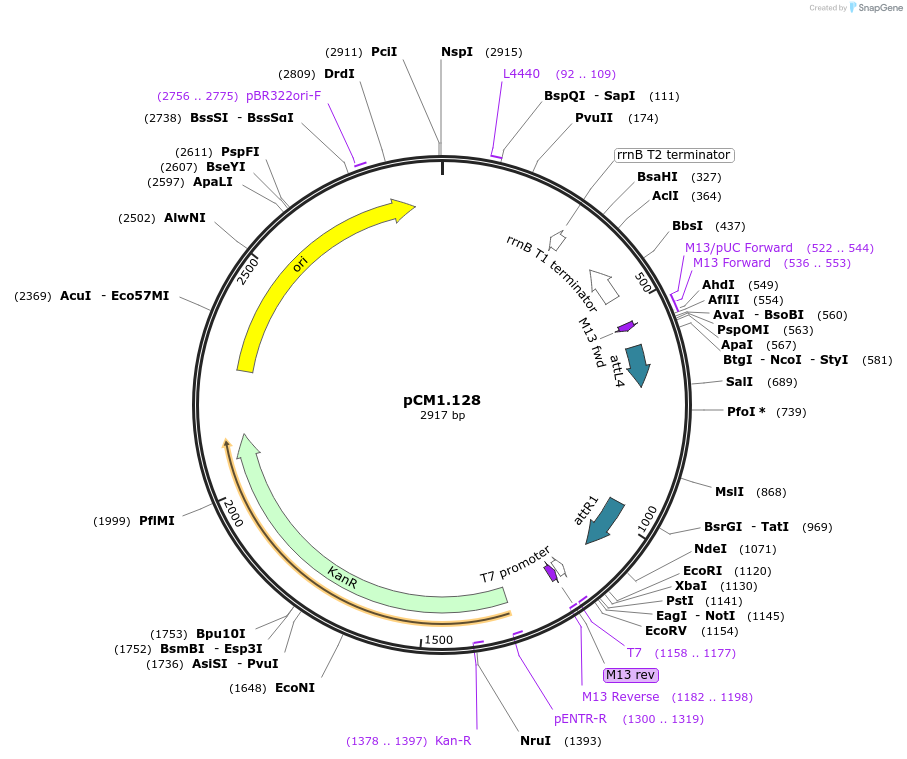 21385-plasmid-map-sequence-id-9879