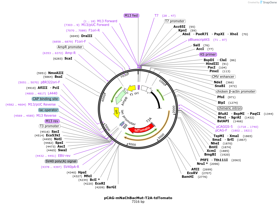 60657-plasmid-map-sequence-id-98808