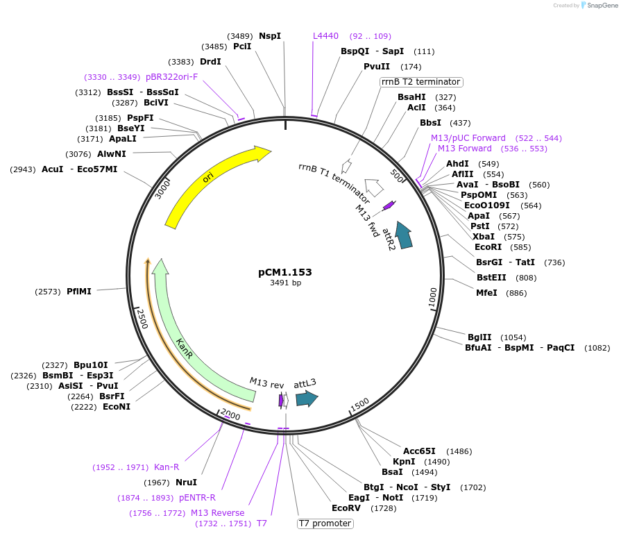 21387-plasmid-map-sequence-id-9881