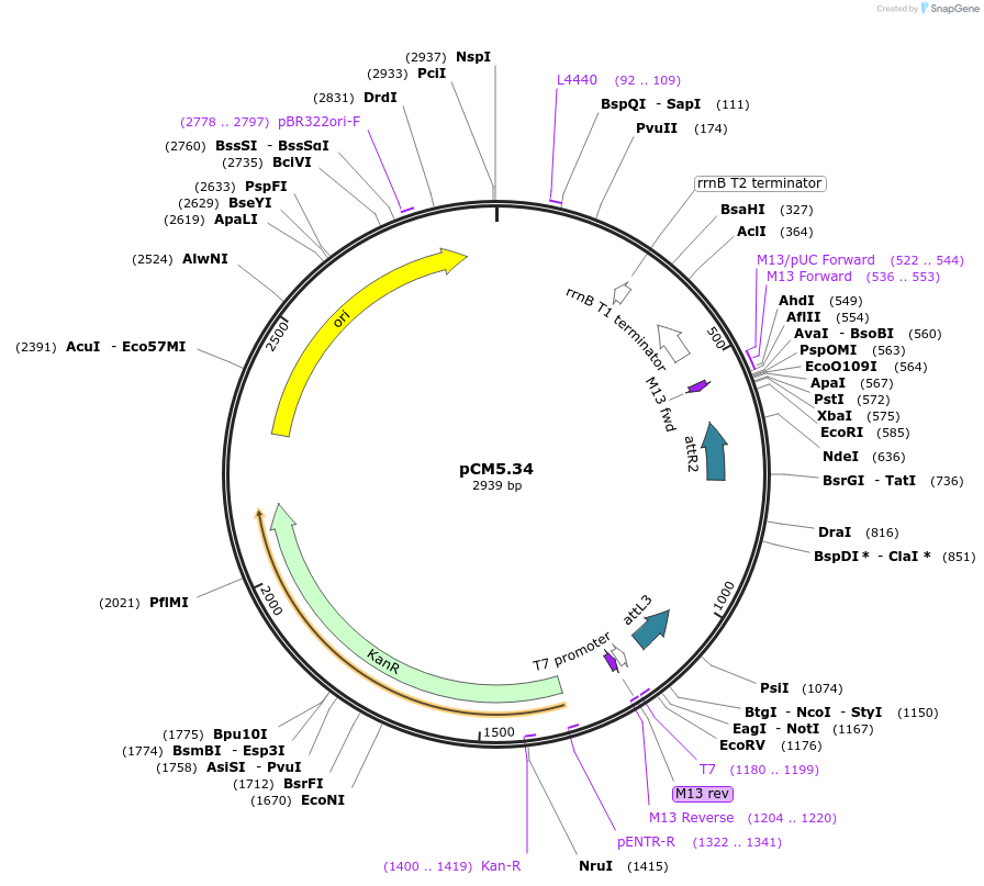 21390-plasmid-map-sequence-id-9884