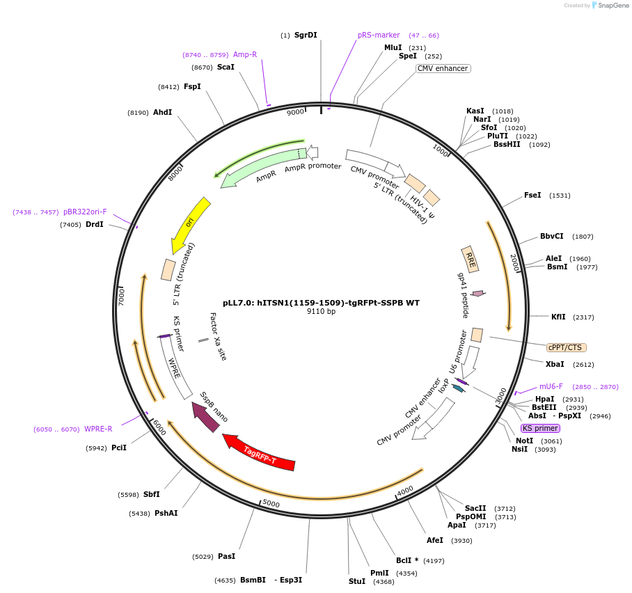 60419-plasmid-map-sequence-id-98853