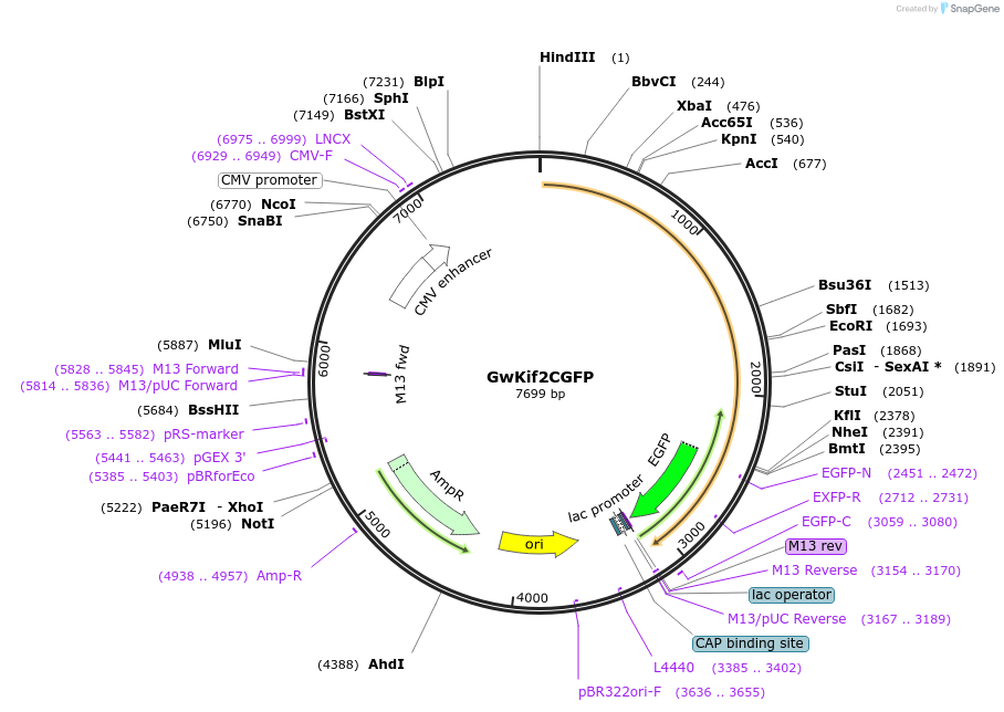 21479-plasmid-map-sequence-id-9892