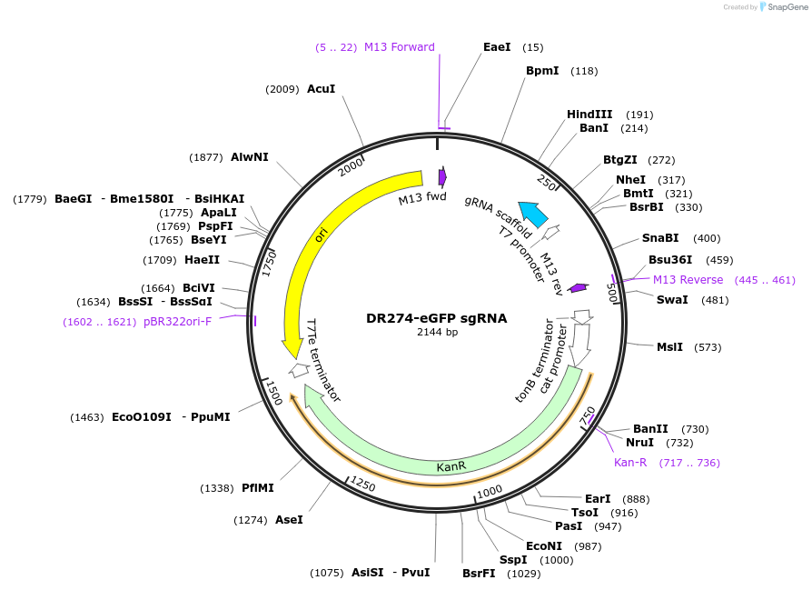 61051-plasmid-map-sequence-id-98933