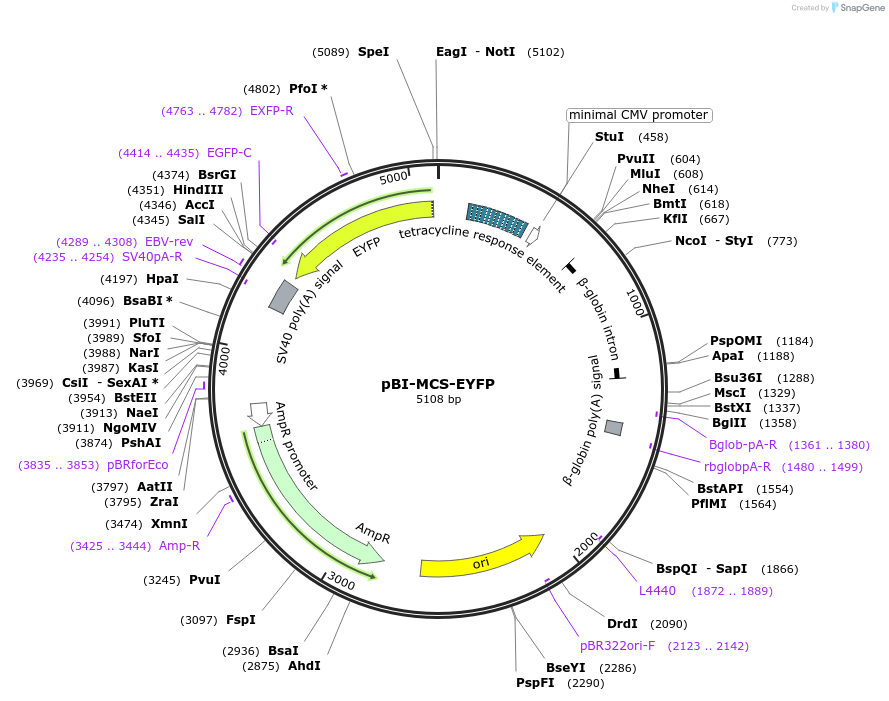 58855-plasmid-map-sequence-id-98989