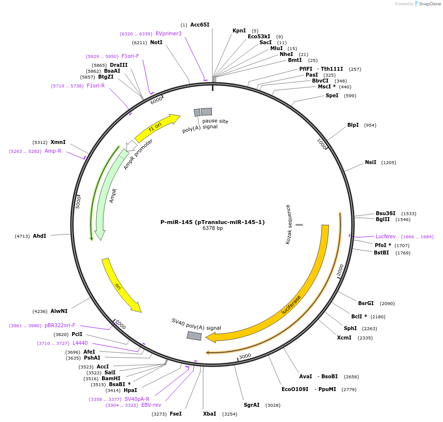 21496-plasmid-map-sequence-id-9899