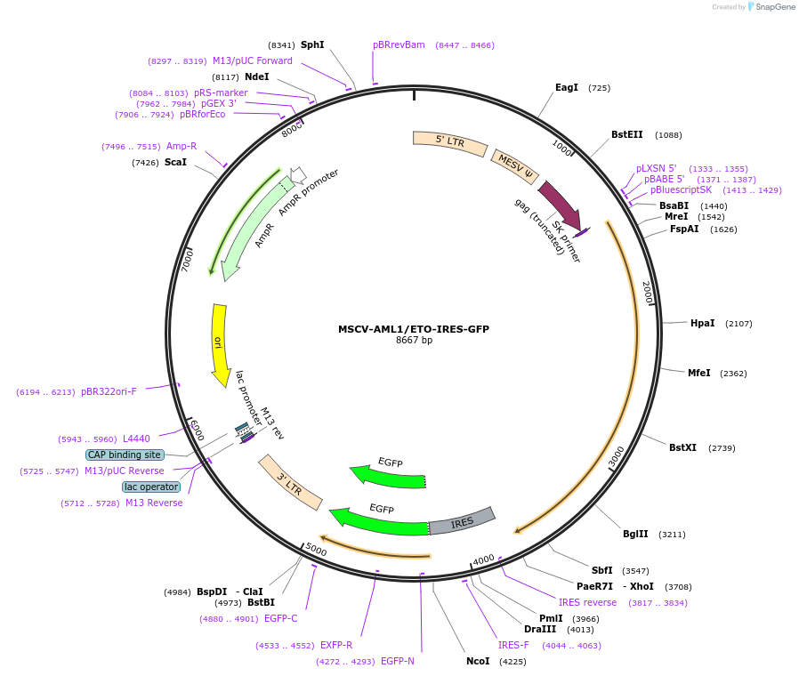 60832-plasmid-map-sequence-id-98995